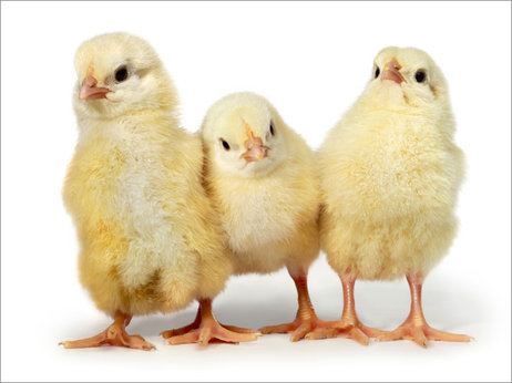 chicks