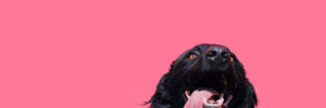 dog_personality2