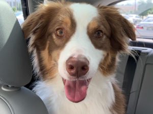 dog