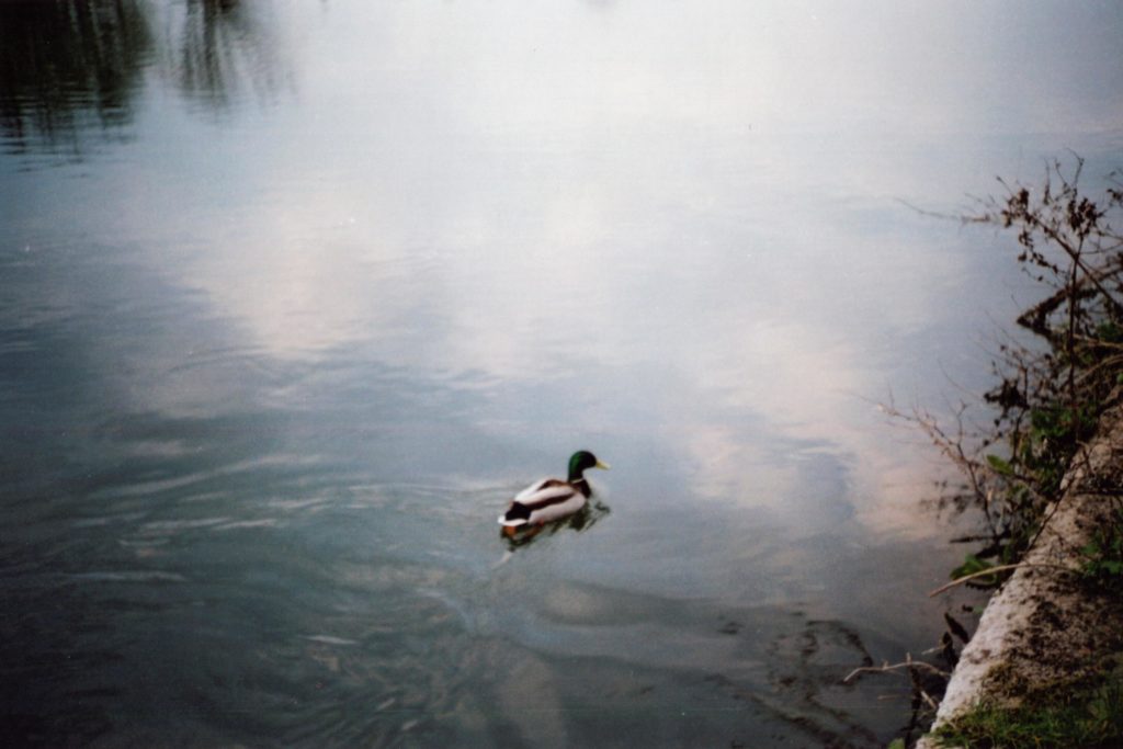 duck on water