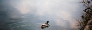 A lone duck swims on a lake in dreary overcast weather. The distinction between two dramatically different types of birds, ducks and hummingbirds, signifies the distinction between personality tests with less evidence of validity and reliability, such as the MBTI or Myers-Briggs Type Indicator, and those that are proven to be useful in talent acquisition and development, such as the Hogan personality assessments.