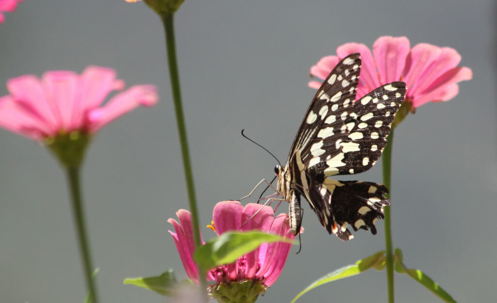 A butterfly rests on a flower with a missing petal. Other physically intact flowers are behind it. The photo accompanies a blog post about leadership emergence versus leadership effectiveness. The latter is the ability to build a high-performing team. The former is about charisma and politics. The butterfly choosing the imperfect-looking flower signifies the fact that leadership isn't just about seeming leaderlike. 