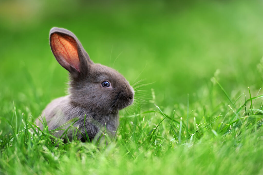 A small gray rabbit sits among green grass in the sunshine. The rabbit is off-center in the left side of the frame and from its profile appears to be looking at the camera. The photo accompanies a blog post about organizational and employee well-being in China during the Year of the Rabbit.