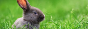 A small gray rabbit sits among green grass in the sunshine. The rabbit is off-center in the left side of the frame and from its profile appears to be looking at the camera. The photo accompanies a blog post about organizational and employee well-being in China during the Year of the Rabbit.