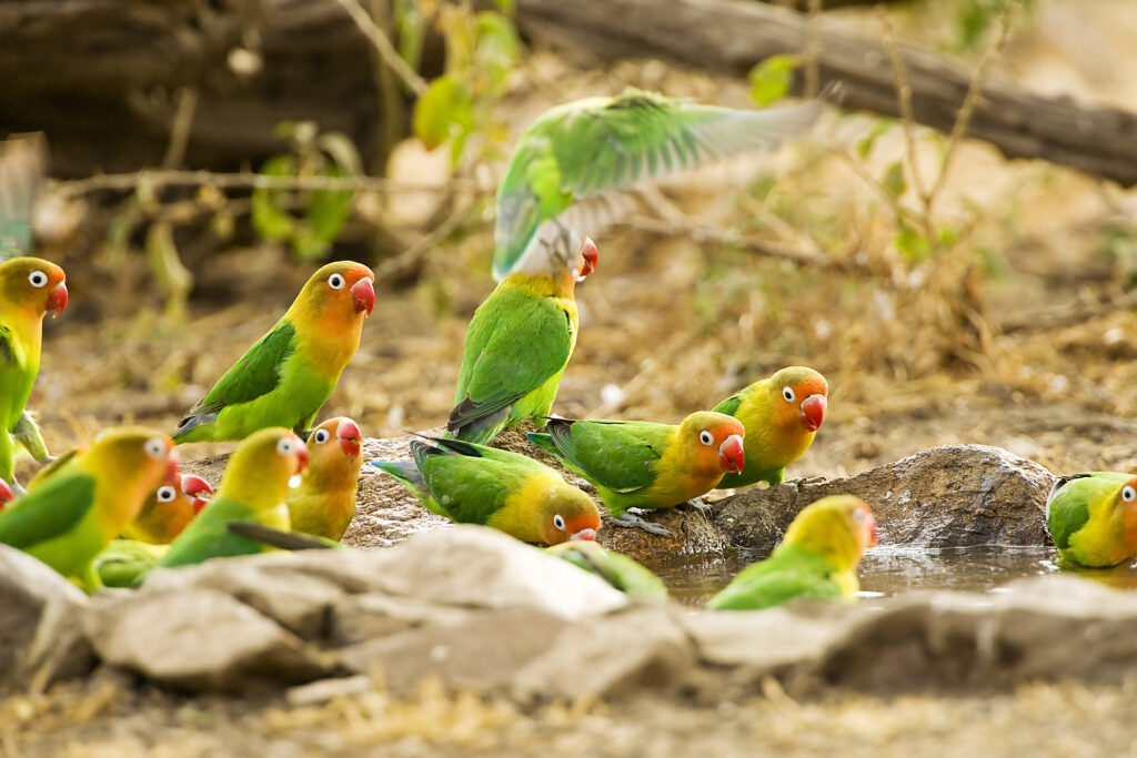 A flock of colorful Fisher’s love birds are taking a bath and drinking from water surrounded by rocks and straw. The birds have green bodies, golden heads, and scarlet masks and beaks. One of the birds is flapping its wings forward and is suspended in the air whereas the others are perched around the water. The photo accompanies a blog post about the psychology of connection and compatibility, compatible personality characteristics, and how personality influences relationships.