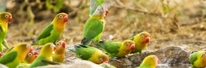 A flock of colorful Fisher’s love birds are taking a bath and drinking from water surrounded by rocks and straw. The birds have green bodies, golden heads, and scarlet masks and beaks. One of the birds is flapping its wings forward and is suspended in the air whereas the others are perched around the water. The photo accompanies a blog post about the psychology of connection and compatibility, compatible personality characteristics, and how personality influences relationships.