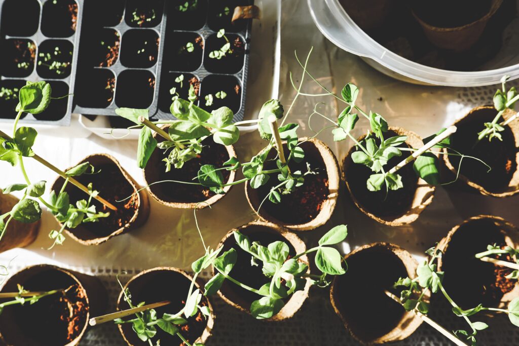 Several seedlings and young plants sit atop a table. The seelings are in black plastic seedling containers, and the young plants are in biodegradable pots. The young plants are also supported with wooden stakes. The image of the seedlings and plants signifies using data and science-based processes to achieve growth outcomes. The image accompanies a blog post about assessment-based coaching. 