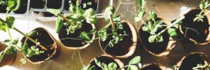 Several seedlings and young plants sit atop a table. The seelings are in black plastic seedling containers, and the young plants are in biodegradable pots. The young plants are also supported with wooden stakes. The image of the seedlings and plants signifies using data and science-based processes to achieve growth outcomes. The image accompanies a blog post about assessment-based coaching.