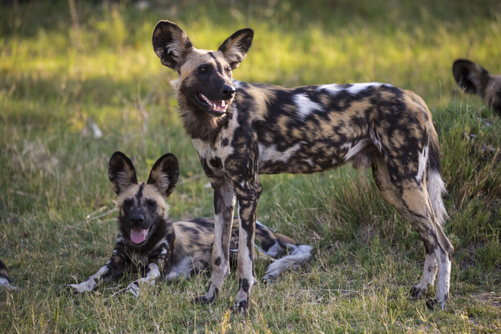 A pack of painted wolves, also called African wild dogs, against a grassy background. One is standing and looking to the right, and one is lying down looking toward the camera. Both have their mouths open. Parts of two more are visible at the right and left edges of the frame. The photo accompanies a blog post that compares the pack tactics of painted wolves to the collective leadership approach taken by women heads of state during the COVID-19 pandemic.