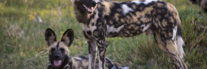 A pack of painted wolves, also called African wild dogs, against a grassy background. One is standing and looking to the right, and one is lying down looking toward the camera. Both have their mouths open. Parts of two more are visible at the right and left edges of the frame. The photo accompanies a blog post that compares the pack tactics of painted wolves to the collective leadership approach taken by women heads of state during the COVID-19 pandemic.