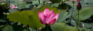 water lilies