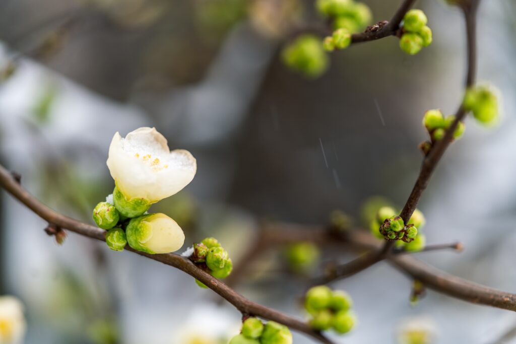 An ivory blossom starts to open. On the same branch are several buds yet to open. Additional branches are out of focus in the background.