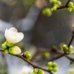 An ivory blossom starts to open. On the same branch are several buds yet to open. Additional branches are out of focus in the background.