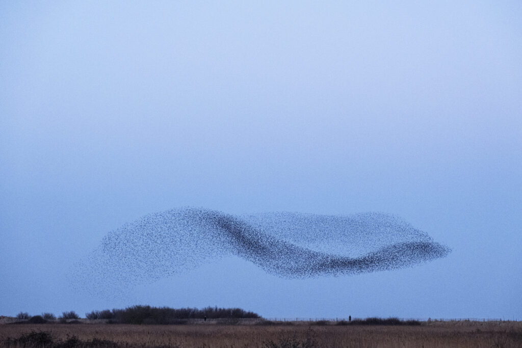A murmuration of thousands of starlings arranged in a swooping pattern over the horizon. The photo accompanies a blog about executive assessment and the role of individual leader values in organizational culture.