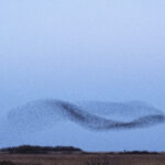 A murmuration of thousands of starlings arranged in a swooping pattern over the horizon. The photo accompanies a blog about executive assessment and the role of individual leader values in organizational culture.