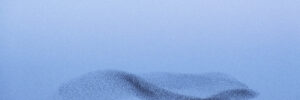 A murmuration of thousands of starlings arranged in a swooping pattern over the horizon. The photo accompanies a blog about executive assessment and the role of individual leader values in organizational culture.