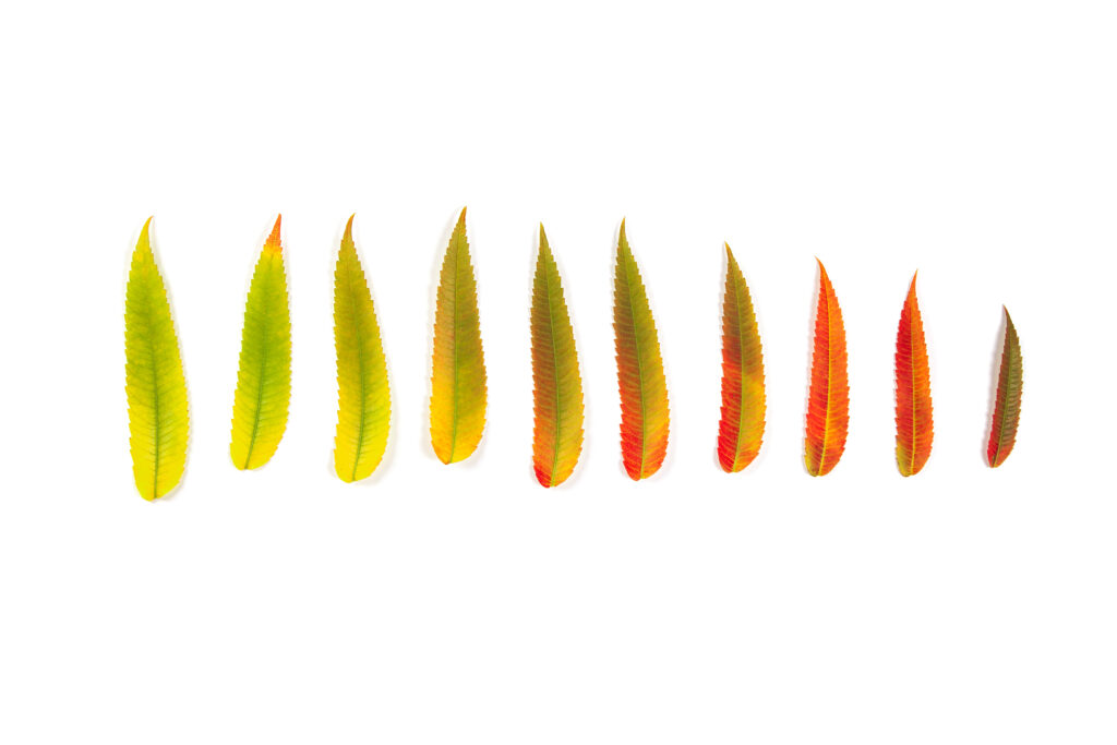 A gradient row of autumn leaves on a white background signifies the idea of personality change