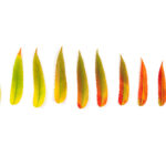 A gradient row of autumn leaves against a white background signifies the idea of personality change
