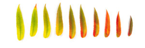 A gradient row of autumn leaves against a white background signifies the idea of personality change