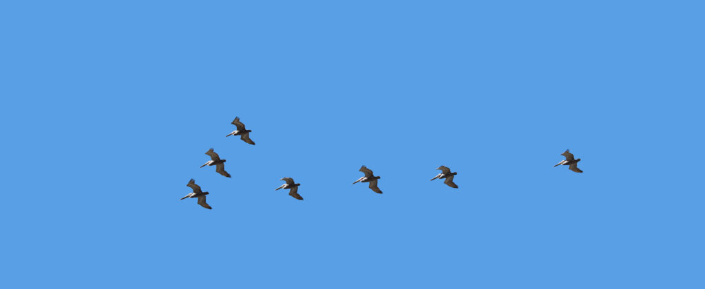 A flock of brown pelicans flies in a loose V formation against a cloudless blue sky, suggesting team members following a leader. The image accompanies an article about understanding resistance to change through attachment theory.