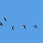 A flock of brown pelicans flies in a loose V formation against a cloudless blue sky, suggesting team members following a leader. The image accompanies an article about understanding resistance to change through attachment theory.