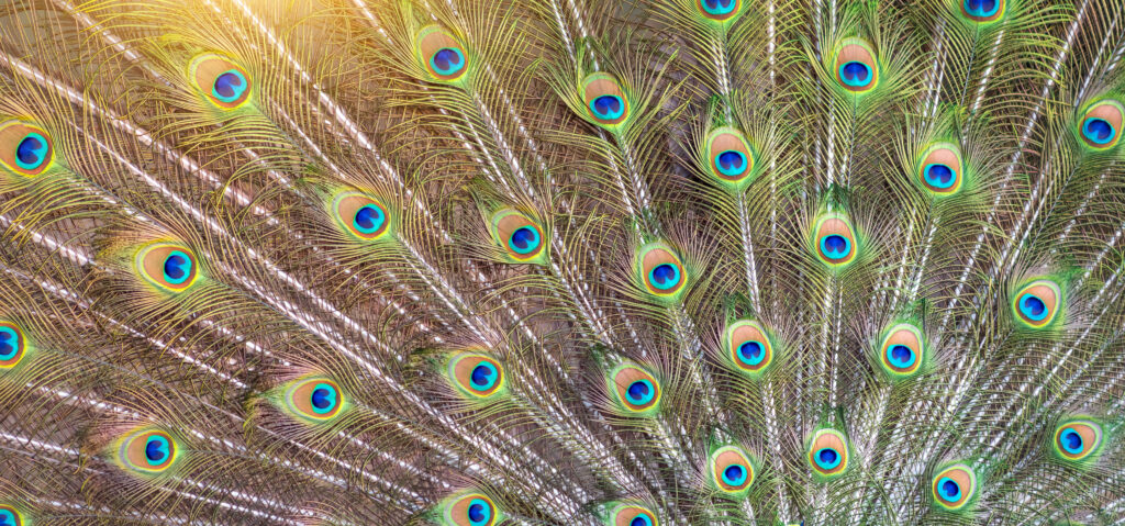 Vibrant peacock feathers are displayed in the closeup of a fanned tail, symbolizing attention-seeking behavior and dramatic personality characteristics.