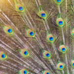Vibrant peacock feathers are displayed in the closeup of a fanned tail, symbolizing attention-seeking behavior and dramatic personality characteristics.