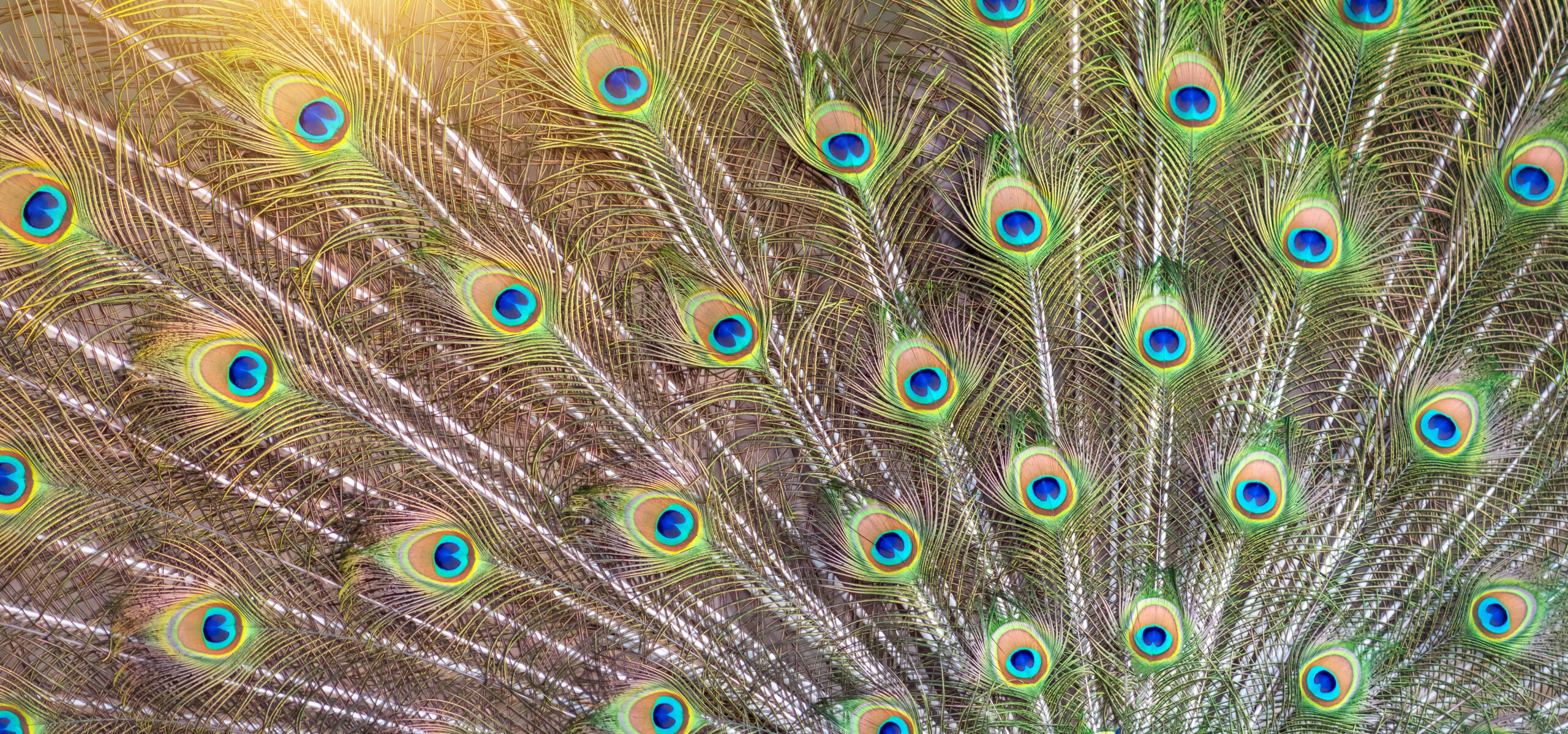Attention-Seeking Behavior in Leaders: The Cost of Performance